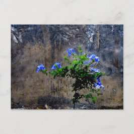 Postal Plumbago azul