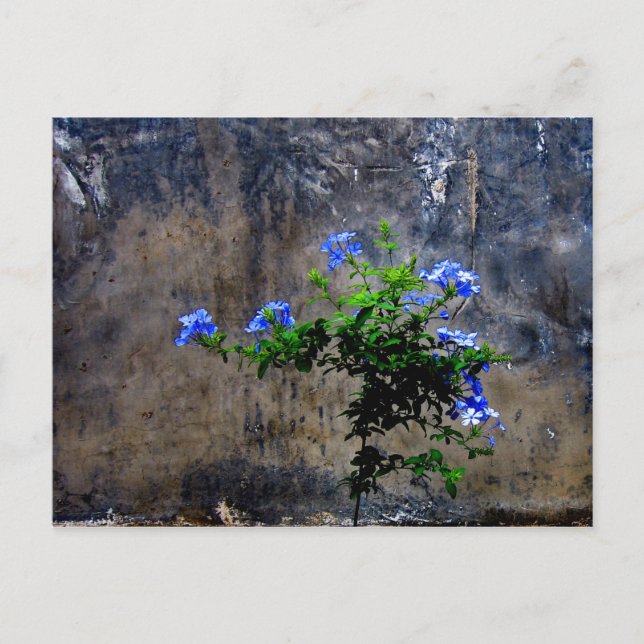 Postal Plumbago azul (Anverso)