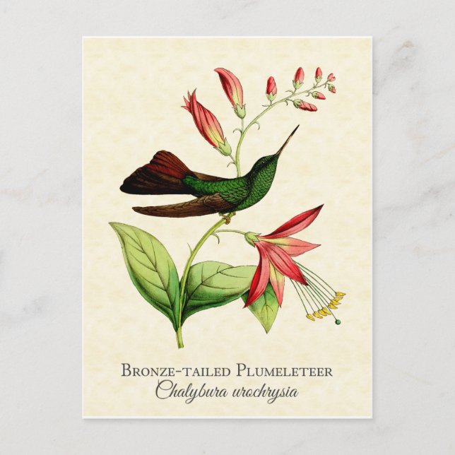 Postal Plumeleteer con cola de bronce Hummingbird Arte de (Anverso)