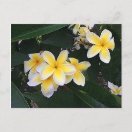 Postal Plumeria