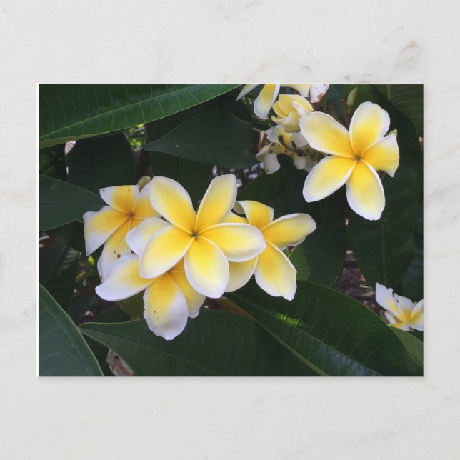 Postal Plumeria (Anverso)
