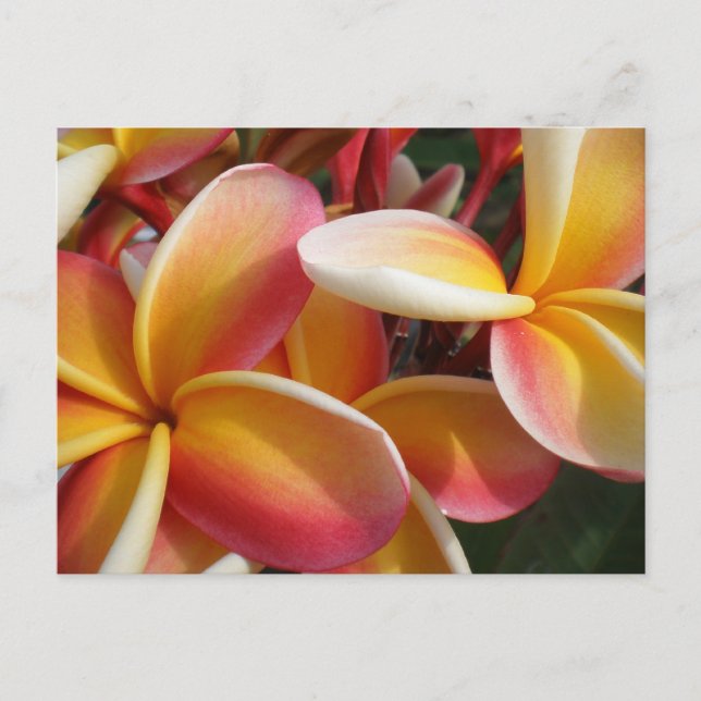 Postal plumeria (Anverso)