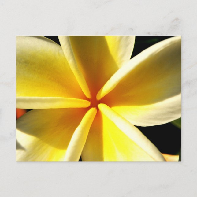 Postal plumeria (Anverso)