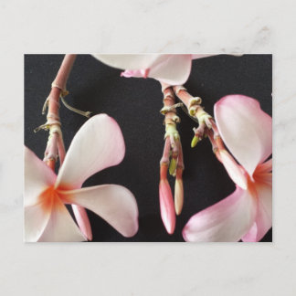 Postal Plumeria 2-brainfart educada