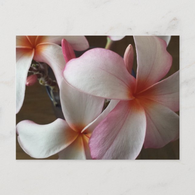 Postal Plumeria 3 - brainfart educado (Anverso)