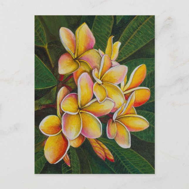 Postal Plumeria arcoiris (Anverso)