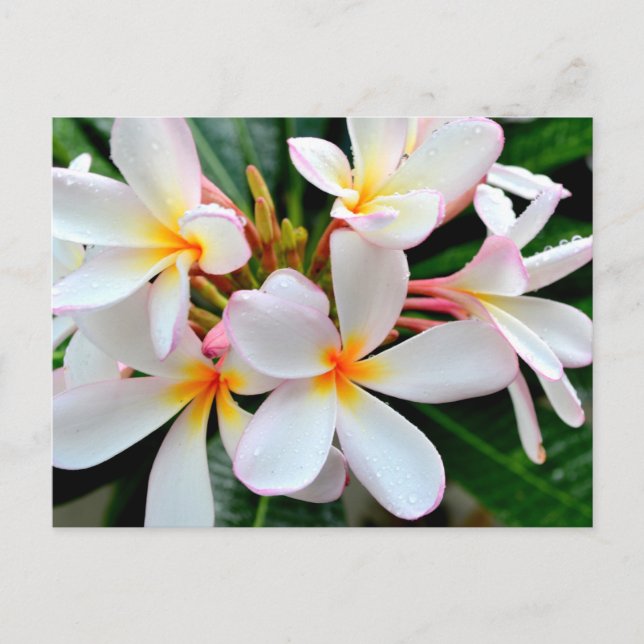 Postal Plumeria blanca (Anverso)