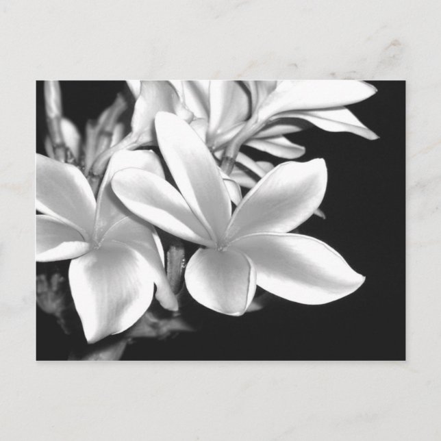 Postal Plumeria blanca y negra