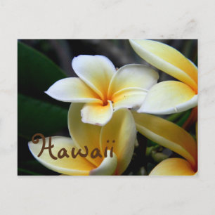 Postal Plumeria de Hawaii
