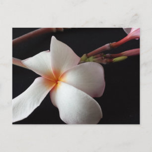 Postal plumeria educada