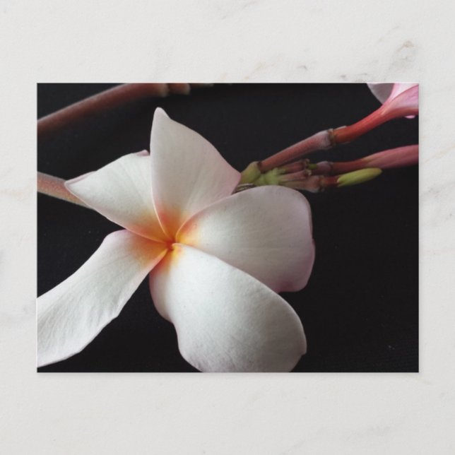 Postal plumeria educada (Anverso)