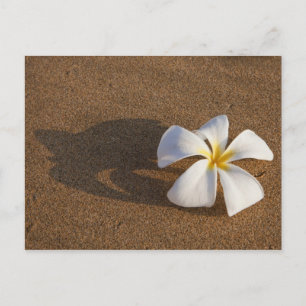 Postal Plumeria en playa de arena, Maui, Hawái, EE. UU.