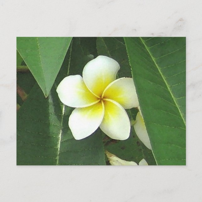 Postal Plumeria Extrema (Anverso)