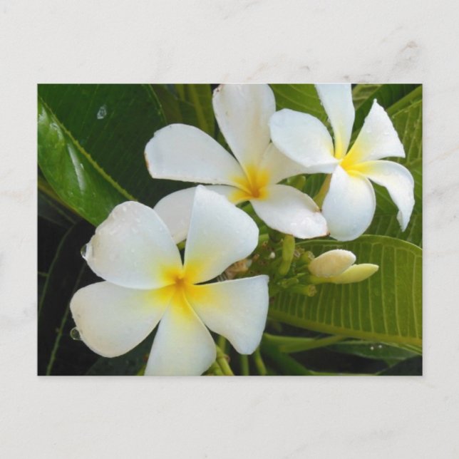 Postal Plumeria Frangipani Hawaii (Anverso)