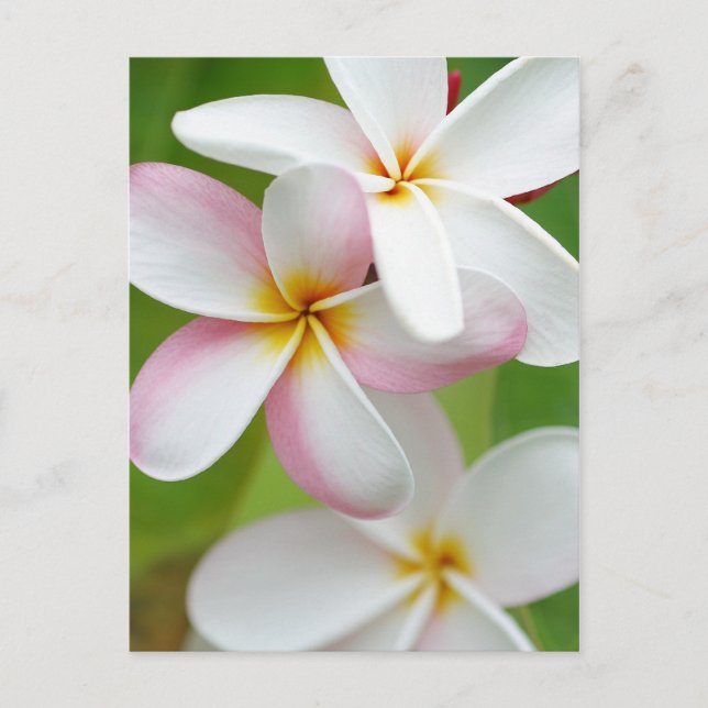 Postal Plumeria Frangipani Hawaii Flor en blanco personal (Anverso)