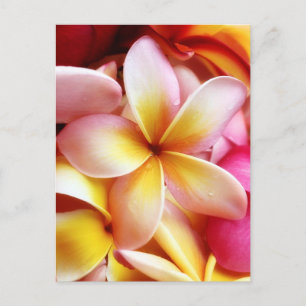 Postal Plumeria Frangipani Hawaii Flor en blanco personal