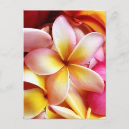 Postal Plumeria Frangipani Hawaii Flor en blanco personal