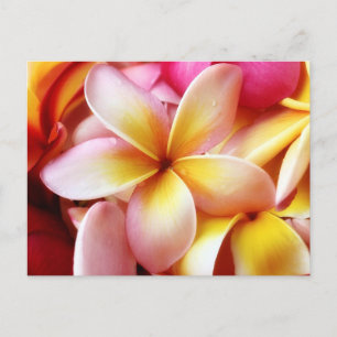Postal Plumeria Frangipani Hawaii Flor en blanco personal