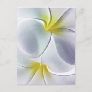 Postal Plumeria Frangipani Hawaii Flor en blanco personal
