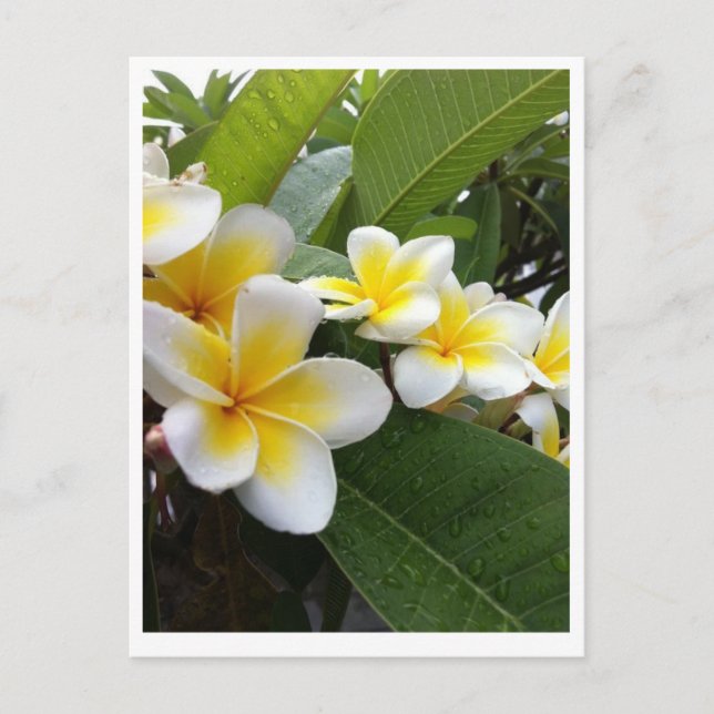 Postal Plumeria perfecta (Anverso)