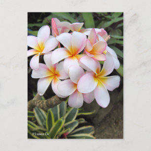 Postal Plumeria [postal]