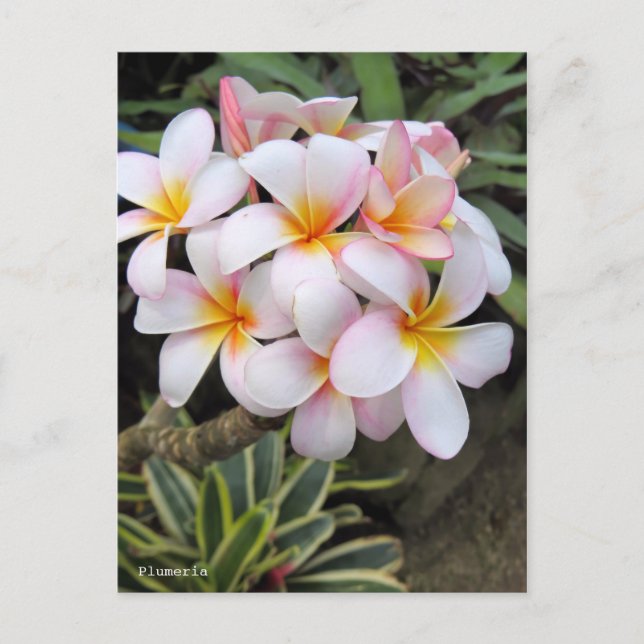 Postal Plumeria [postal] (Anverso)
