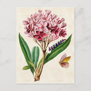 Postal Plumeria Rosa Botánico Vintage