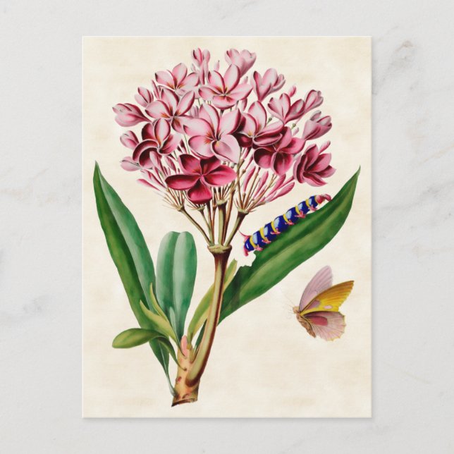 Postal Plumeria Rosa Botánico Vintage (Anverso)
