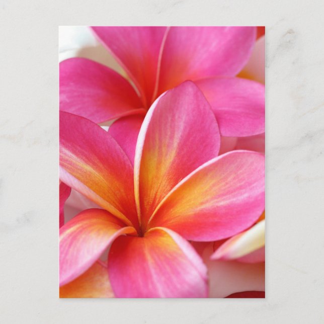Postal Plumeria rosa Frangipani Hawaii Flor Hawái (Anverso)