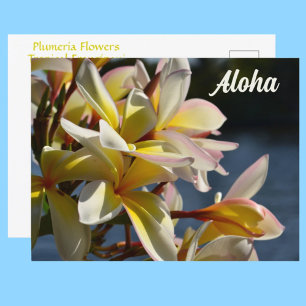 Postal Plumeria Tropical Frangipani Flores Florales Aloha