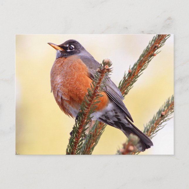 Postal Plump Robin (Anverso)