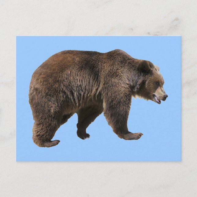 Postal Png de oso pardo aislado (Anverso)