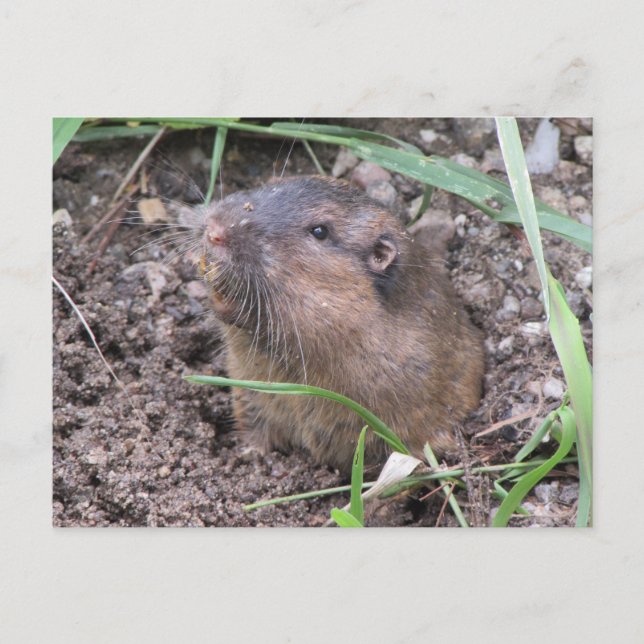 Postal Pocket Gopher (Anverso)