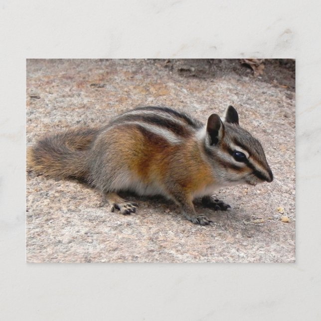 Postal Poco Chipmunk en la trayectoria (Anverso)