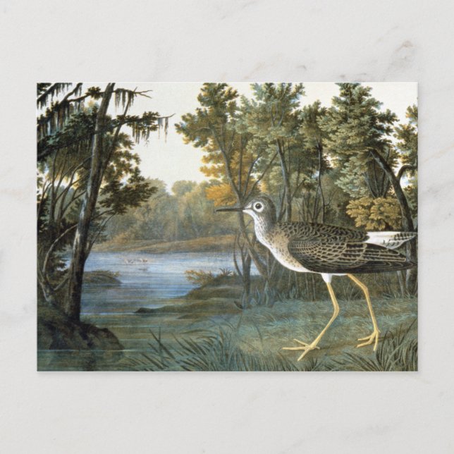 Postal Poco Yellowlegs (Anverso)