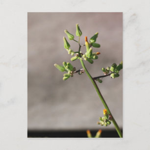 Postal Pocos brotes de flor