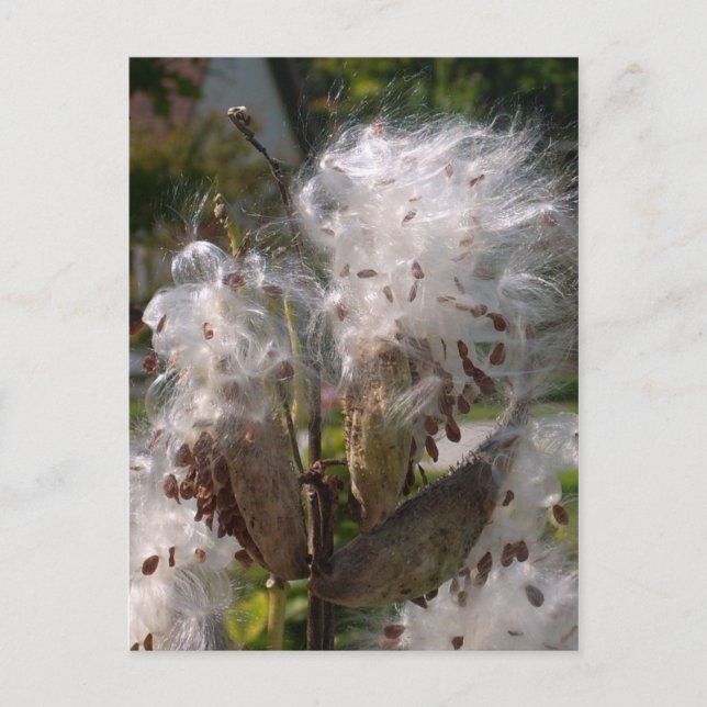 Postal Pod (Anverso)