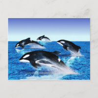 Pod de ballena asesino