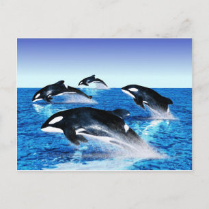 Postal Pod de ballena asesino