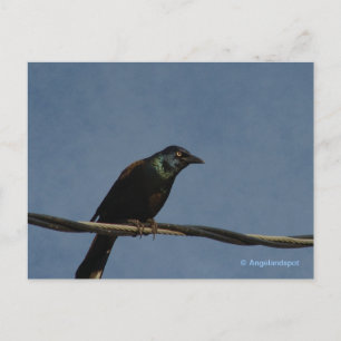 Postal Poder Grackle