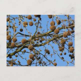 Postal Pods de semilla - Árbol plano de Londres
