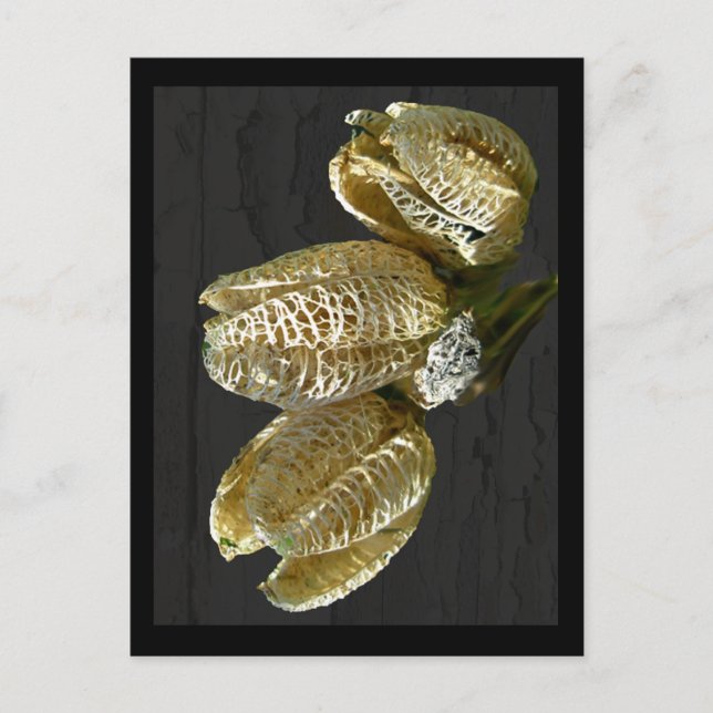 Postal Pods de semillas de Lily Secas (Anverso)