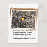 Poema de amor y Naranja con experiencia