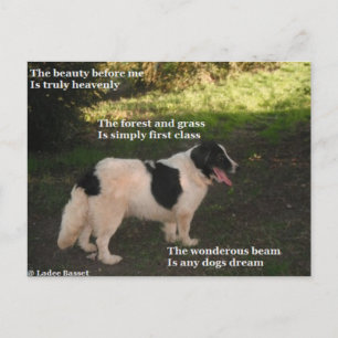 Postal Poema De Postcard Cualquier Perro Sueño De Ladee B