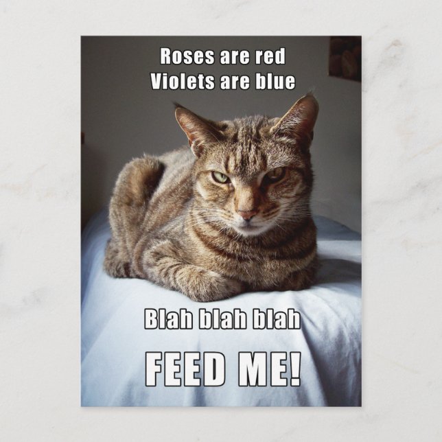 Postal Poema de Vanlentine Cat Feed Me (Anverso)