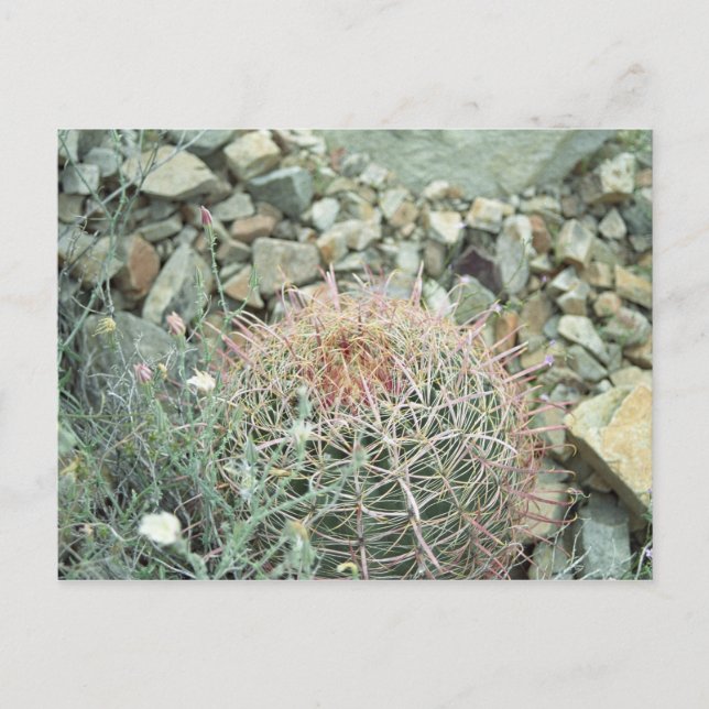 Postal Poesía del desierto Cactus Arizona Photo Postcard (Anverso)