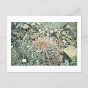 Postal Poesía del desierto Cactus Arizona Photo Postcard