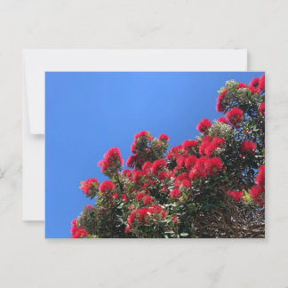Postal Pohutukawa Postcard 1