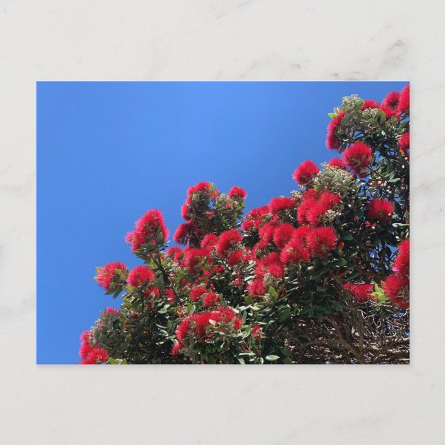 Postal Pohutukawa Postcard 1 (Anverso)