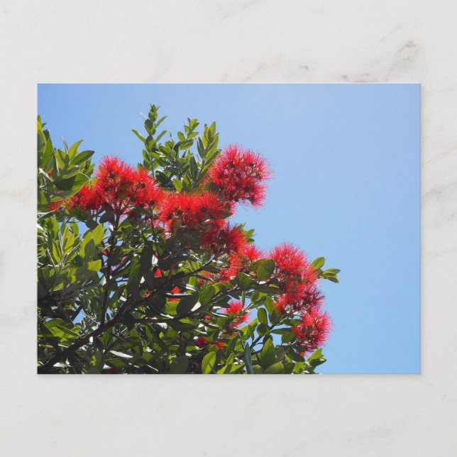 Postal Pohutukawa Postcard 2 (Anverso)